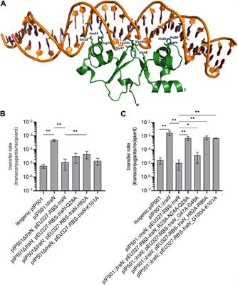 Effect of TraN key residues involved in DNA binding on pIP501 transfer rates in Enterococcus faecalis